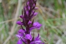 Dactylorhiza elata